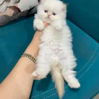 پرشین دوماهه