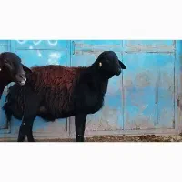 شیشک قوچ قزل درشت استخوان دار  پرش تضمینی