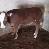 گوساله ماده