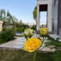 استخدام سرایدار