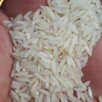 برنج طارم هاشمی و محلی شمال|خوردنی و آشامیدنی|شیراز, شهرک پرواز|دیوار