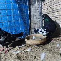 یه جفت سینهای|پرنده|کهنوج, |دیوار