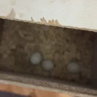 عروس هلندی|پرنده|میانه, |دیوار