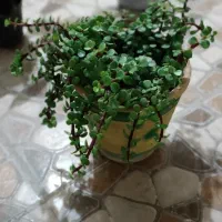 گل های سالم|گل و گیاه طبیعی|خرم‌آباد, |دیوار