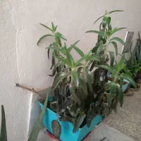 گل و گیاه آپارتمانی