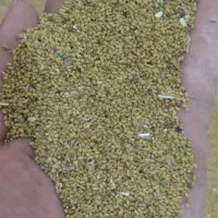 بذر یونجه|گل و گیاه طبیعی|شیروان (خراسان), |دیوار