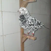 کفتر سار سرور|پرنده|مشهد, سمزقند|دیوار