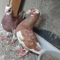 جفت پلنگ سرخ