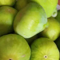 انجیر درشت تازه
