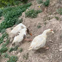 غازنروماده