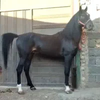 کرایه اسب و شتر