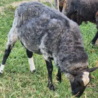 رومانف اصل و خالص|حیوانات مزرعه|کاشان, فین بزرگ|دیوار