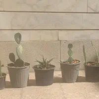 ۵عدد گلدان طبیعی کاکتوس خانگی شاداب و زیبا|گل و گیاه طبیعی|تهران, دهکده المپیک|دیوار