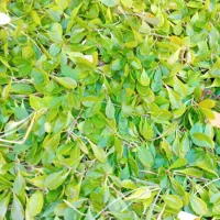 چمن رونده فرانکنیا و فیله آ|گل و گیاه طبیعی|محمدشهر, محمدشهر|دیوار