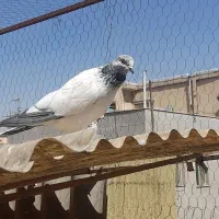کفتر مفلق ۷عدد|پرنده|تهران, کوثر|دیوار
