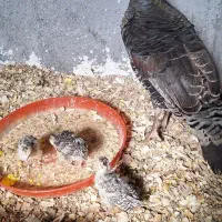 بوقلمون به همراه سه عدد جوجه ۱ ماهه