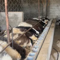 بره سبک