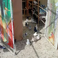 کفتر یا کبوتر خوب یجا|پرنده|پاکدشت, پاکدشت (مامازند)|دیوار