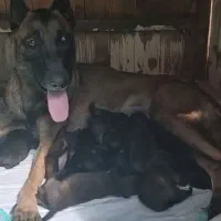 واگذاری توله های زیبای الکس وتی تی ،اصیل مالینویز