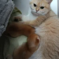 واگذاری بچه گربه اصیل اسکاتیش بریتیش