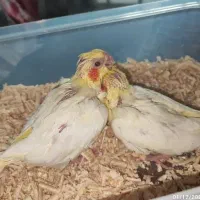 جوجه عروس لوتینو ۲عدد فوری