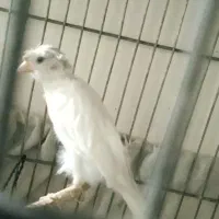 قناری ماده آماده|پرنده|تهران, راه آهن|دیوار