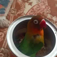 کوتوله نر فوقالعاده دستی و کارداده
