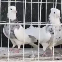 فروش حدود ۲۰ عدد طوقی ماده