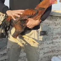 خروس و مرغ چنگ طوطی به ضمانت