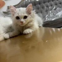 گربه پرشین|گربه|ارومیه, |دیوار