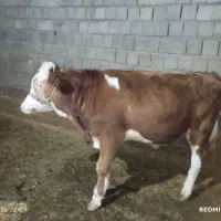 گوساله سیمنتال نر