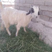 کهره ماده