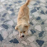 واگذاری سگ|سگ|جیرفت, |دیوار