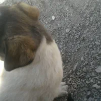 واگزاری سگ|سگ|خرمدره, |دیوار