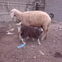 گوسفند دوقلو بره دار نر و ماده|حیوانات مزرعه|آق قلا, |دیوار