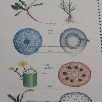 کلاسینو،تام لند،ماز حرف آخر (هاردوفلش) و جزوه چاپی|کتاب و مجله آموزشی|تهران, فلسطین (میدان انقلاب)|دیوار