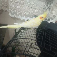 عروس هلندی نر