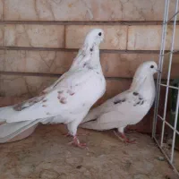 نر و ماده تهرانی|پرنده|شیراز, آزادگان|دیوار
