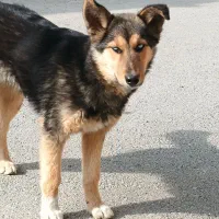 توله ژرمن|سگ|ایجرود, |دیوار