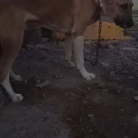 سگ.
