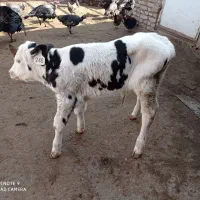گوساله نر|حیوانات مزرعه|مشهد, فرخد|دیوار