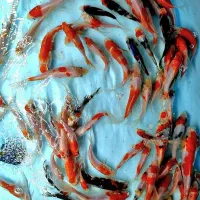 کوی نژاد دار