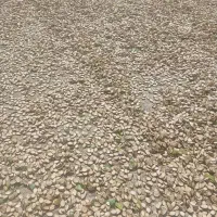 تخم هندوانه