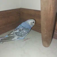 مرغ عشق