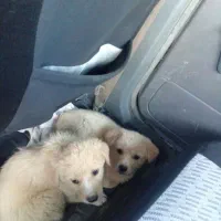 سگ جهت نگهبان