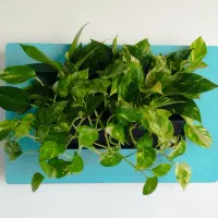 قاب دیواری پتوس|گل و گیاه طبیعی|اصفهان, پینارت|دیوار