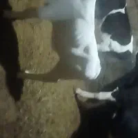 ماده گاو شیری