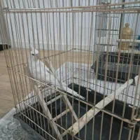 عروس هلندیطوطی|پرنده|تهران, مرزداران|دیوار