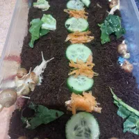 سرزمین حلزون