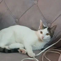 دوتا گربه نر ماده|گربه|قوچان, |دیوار